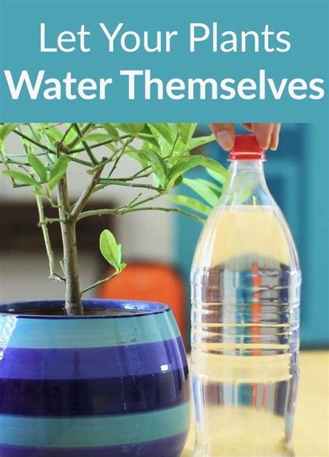 How To Water Your Plants While You’re Away Water Plants Diy Hanging Shelves Pallet Diy