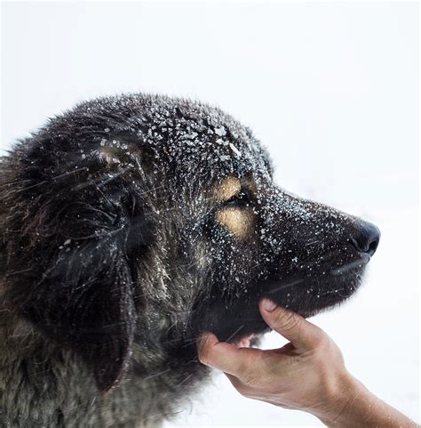 Russian Bear Dog Puppy
