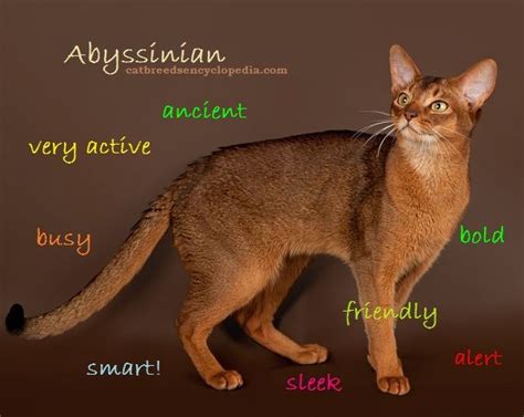 Abyssinian Cat Cat Breeds Encyclopedia Abyssinian Cats Cat Breeds