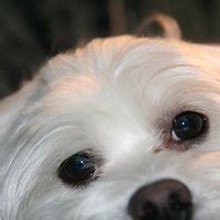 Check spelling or type a new query. How Do You Know If Your Maltese Dog Is Pregnant? | eHow