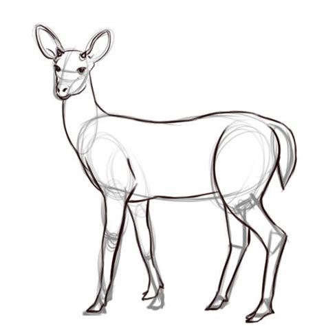 Drawn Dear Simple 4 Deer Drawing Animal Drawings Deer Sketch