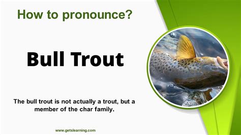 How To Pronounce Bull Trout Correctly In English Youtube