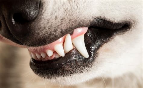¿por Qué Aparecen Las Encías Blancas En Perros La Web Del Mastín