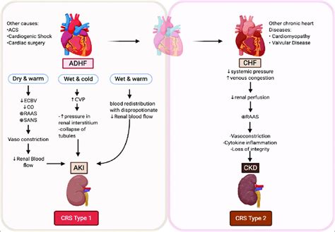 Pathophysiology Of Crs 1 And 2 Acs Acute Coronary Syndrome Adhf