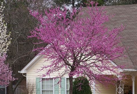 Garden Design And The Abcs Of Northern Virginia Flowering Trees