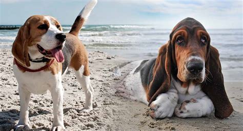 Basset Hound Beagle Mix Two Very Different Personalities