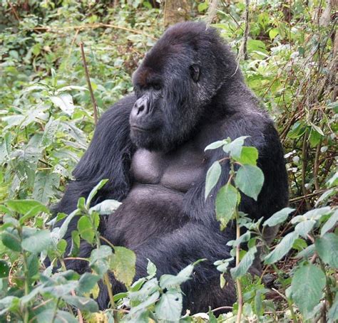 El Gorila De Montaña Uno De Los Primates Más Grandes Se Encuentra En