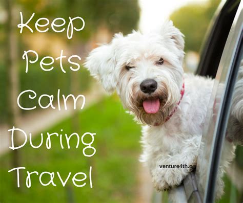 How To Keep Your Pets Calm During Travel