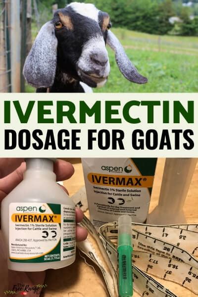 Ivermectin Dosage For Goats How To Give Goat Health Goat Care Goats