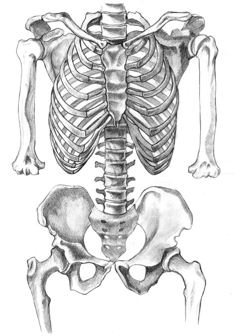 17 Human Skeleton Drawing Human Skeleton Drawing Skeleton Anatomy