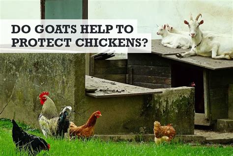 Will A Goat Protect Chickens From Hawks Other Predators