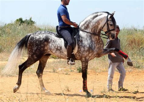Andalusian horse for sale uk. Projects Archive - PREstige Andalusians - Spanish horse ...