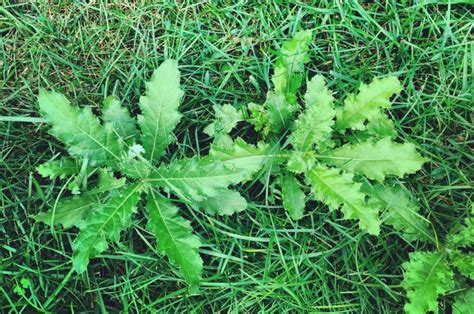 The Most Common Lawn Weeds And How To Eradicate Them Bayside Sod