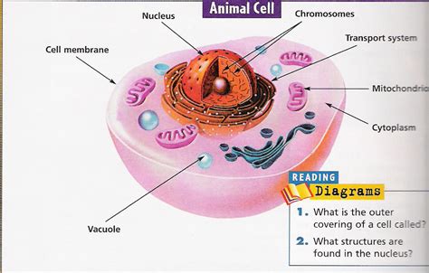 Get the cell model powerpoints. La Fuencisla in English: Unit 1: LIVING THINGS