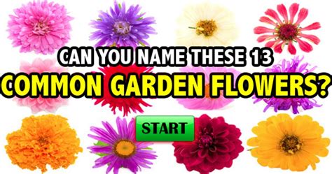 Names Of Common Flowers With Pictures