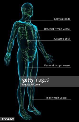 The Lymphatic System High Res Vector Graphic Getty Images