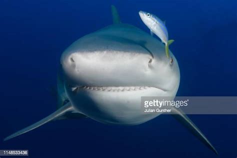 Bull Shark Fin Photos And Premium High Res Pictures Getty Images