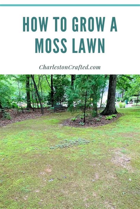How To Grow Moss In Your Yard Growing Moss Moss Lawn Moss Garden