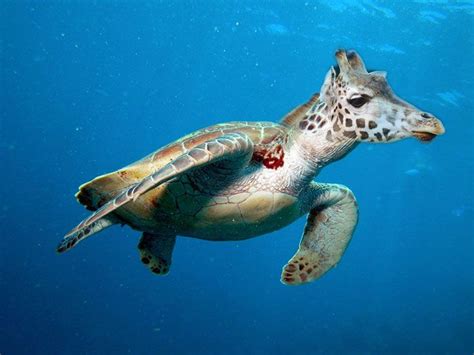 Hybrid Animals Has Science Gone Too Far Turtle Green Sea Turtle