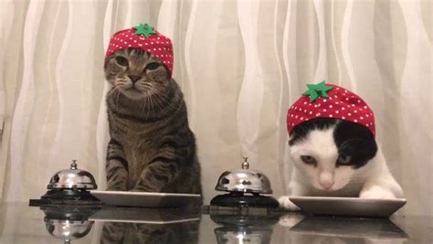 Watch These Adorable Fruit Hat Wearing Cats Ring Bells For Food Cats