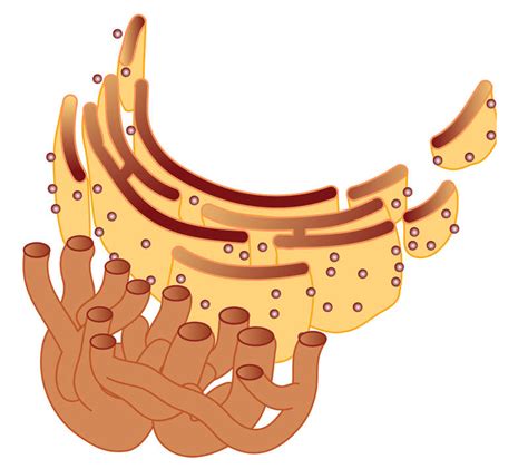 Rough And Smooth Endoplasmic Reticulum In Plant Cell Rough And Smooth