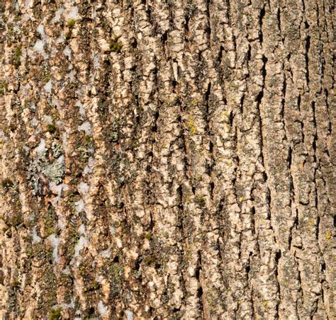 Closeup Of White Ash Fraxinus Americana Bark In Winter Stock Image