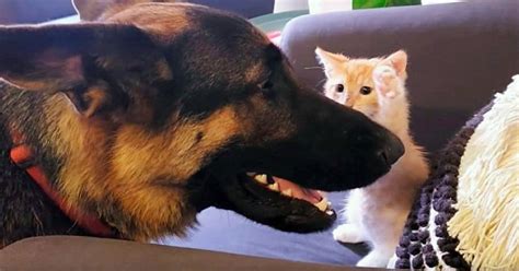 Lonely German Shepherd Who Loves Cats Finally Gets A