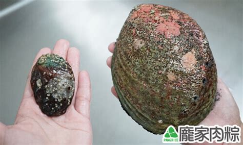 所有 禮品 花膠 元貝 鮑魚 海參 花菇 乾海產 佐料 急凍海產 菇菌類 茶類 臘味 其他 零食類 肉製品 飲品 方便食品 涼果 麵類 調味料. 高價位粽子中包的是鮑魚還是九孔，教您如何分辨(肉粽知識推薦) - 部落格 - 財經知識庫 - MoneyDJ理財網