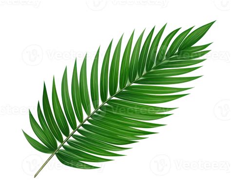 Green Palm Leaf Isolated 27729324 Png