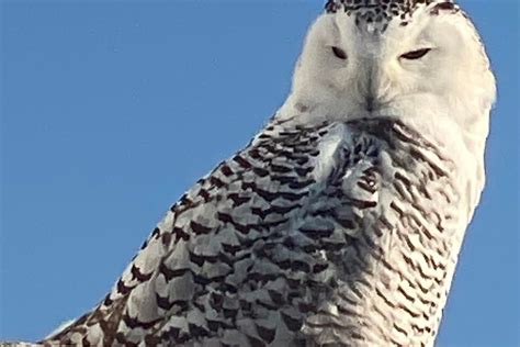 Recent Sightings Of Snowy Owls On The Lakefront My First Sighting Of Wild Whooping Cranes And