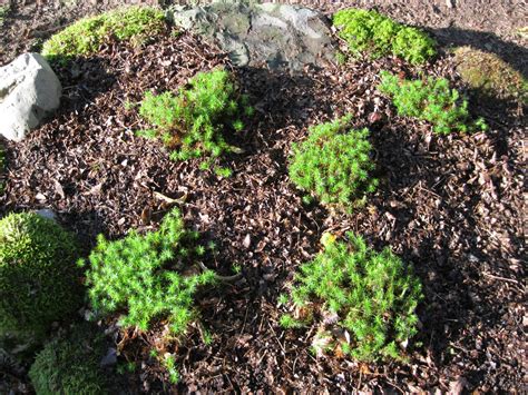 Plants And Stones Moss Or Fern