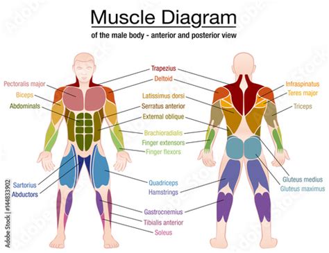 Body Muscles Labelled Muscular System Diagram Not Labeled Anatomy