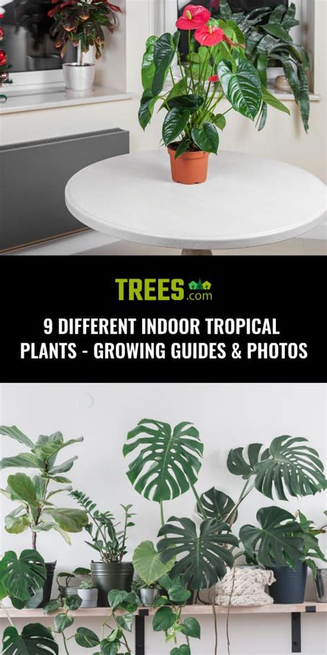 9 Different Indoor Tropical Plants Growing Guides And Photos
