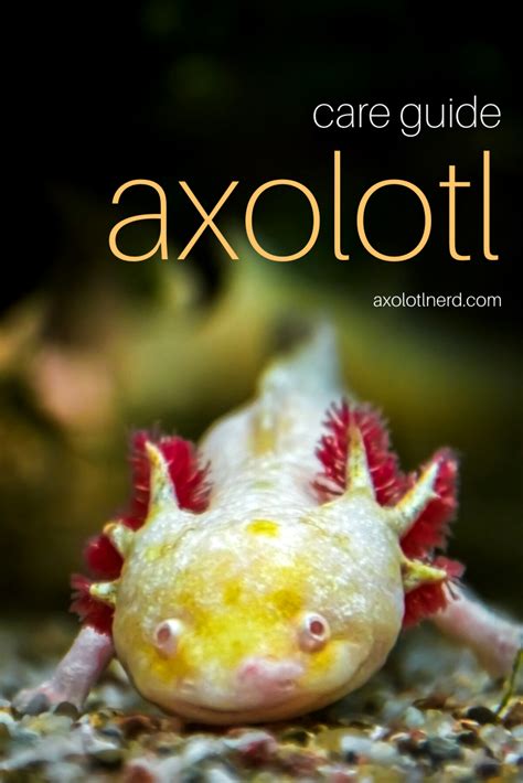 Silly Axolotls Complete Axolotl Caresheet Axolotl Axolotl Pet Porn Sex Picture
