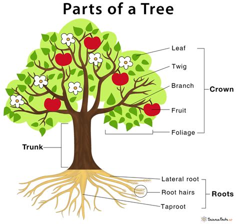 Parts Of A Tree And Their Functions Science Facts