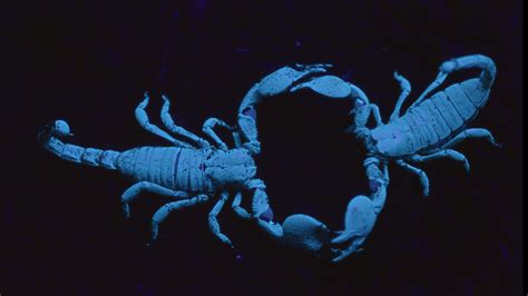 Scorpion Mating Video Uv Light Reveals Rarely Seen Sexual Behavior