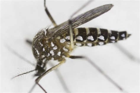 Yellow Fever Asian Tiger Mosquitoes Adept At Transmitting Zika Clay