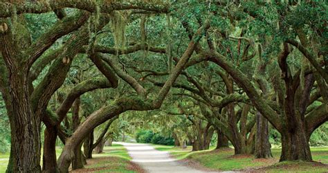 Live Oak Our State