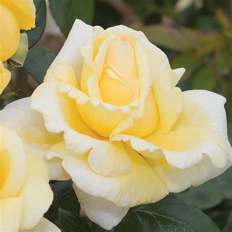 Eternal Flame Hybrid Tea Rose Disease Resistant Edmunds Roses