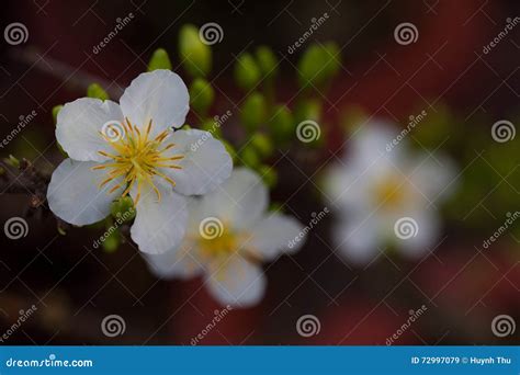 White Apricot Blossom Closeup Hoa Mai Stock Image Image Of