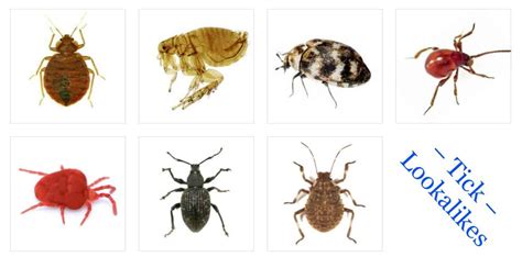 16 Common Bugs That Are Tick Lookalikes