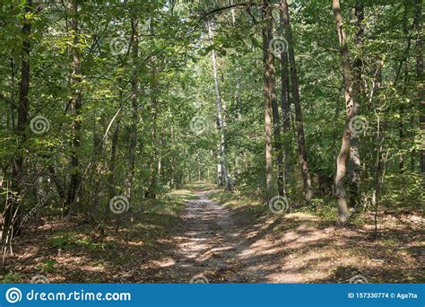 Footpath In Summer Forest Stock Photo Image Of Empty 157330774