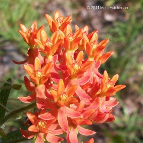 Florida Native Plant Society Asclepias Tuberosa Butterflyweed Orange Milkweed Apocynaceae