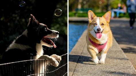 3 Mejores Parques Para Perros En La Cdmx Seguros Y Limpios Para Pasar