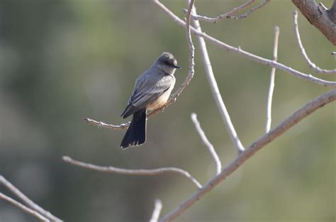 Utah Birders Birding Blog Utah Birds Utah Birding Utah Bird Id St