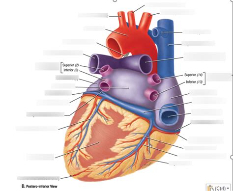 Regional Anatomy Posterior Inferior View Of The Heart Diagram Quizlet