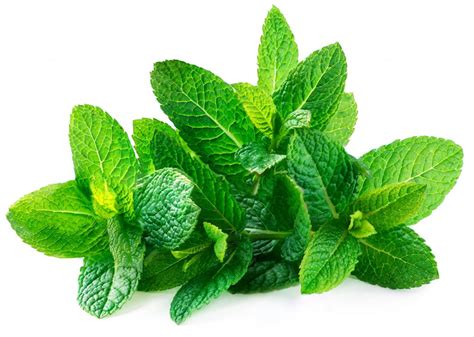 What Are The Health Benefits Of Spearmint