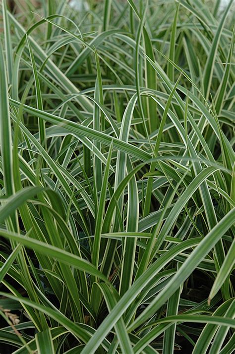 By jyoti madhusoodanan on 25 april, 2014. Ice Dance Sedge (Carex morrowii 'Ice Dance') in Naperville ...