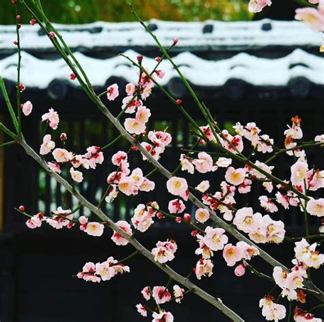 Flowers and lingerie that have pink shade are some of the preferred gift of women. 10 Beautiful Japanese flowers and their meanings | Japan Amino