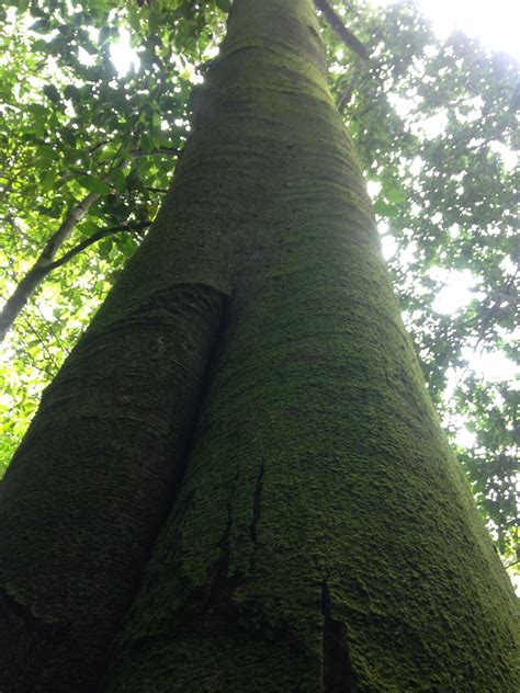Tree Of The Month El Lechoso Titi Conservation Alliance